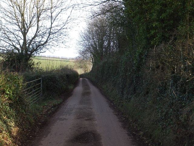 Minor road passing a small plantation near Shebishaies
