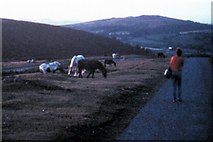 SX6982 : Dartmoor National Park - 1982 by Helmut Zozmann