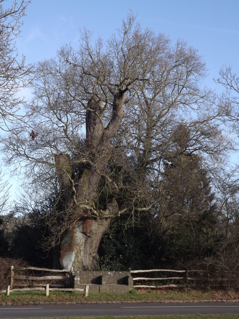 The King's Oak, Tilford