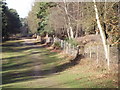 Bridleway on Farnham Heath