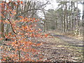 Bridleway on Farnham Heath