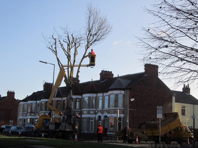 Trimming the trees on Holderness Road