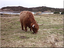 NH8094 : Highland cow by Loch Fleet by sylvia duckworth