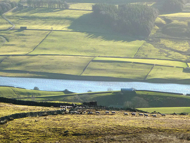 Hungry sheep above Grassholme Reservoir
