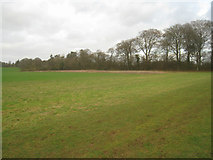 SU5649 : Wooded field margin by Mr Ignavy