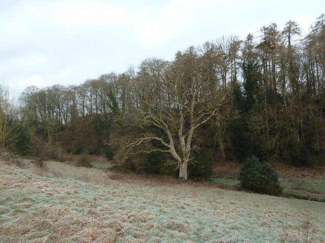 Stark winter tree in Church Meadow