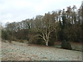 Stark winter tree in Church Meadow