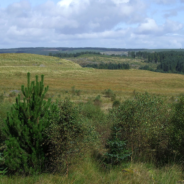Moorland and forest south-east of Soar-y-Mynydd, Ceredigion