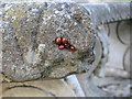 TL6268 : Ladybirds sheltering on stone bench by ethics girl