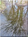 Tree reflections in New River, Landwade