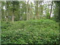 SU7257 : Thick undergrowth - Black Wood by Mr Ignavy