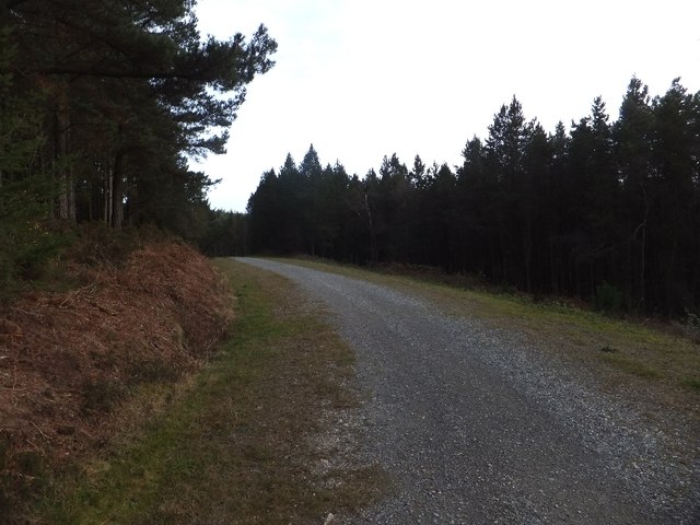 Forestry track on Haldon