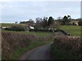 Branscombe Lane leading up to Branscombe Cottage