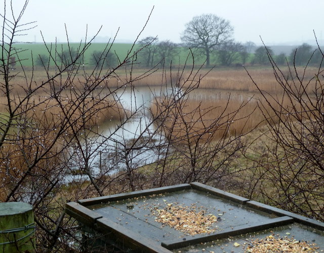 Bird table in the Carr Vale reserve