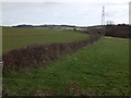 Hedge and fields north of Basket Lodge