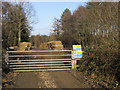 Forestry operations in Hogtrough Wood