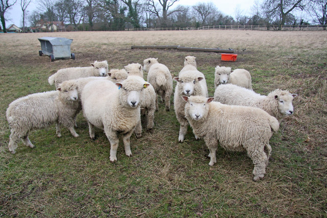 Flock of Ryedale sheep © Bob Jones cc-by-sa/2.0 :: Geograph Britain and ...