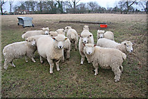 TL8063 : Flock of Ryedale sheep by Bob Jones
