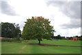 Tree, Claydon Recreation Ground