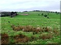 SE1034 : Rough grassland above Cottingley Beck by Christine Johnstone