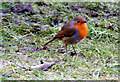 A Robin at Lossiemouth