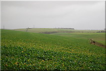 SY6089 : Turnip field by N Chadwick
