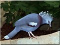 Crowned Pigeon, Rare Species Conservation Centre, Sandwich