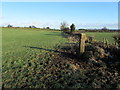 Pastures on Sawley Moor