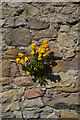 Holy Island Stone Wall