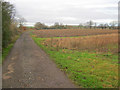 Farm track near Moor House