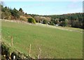 Field and houses, Thorndon Cross