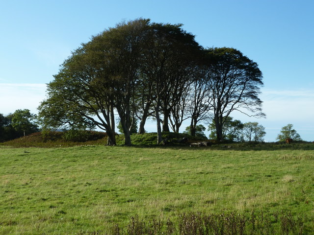 Tree covered mound near Killundine