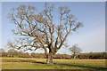 SO3149 : Oak tree by Philip Halling