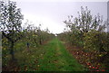 Footpath through the orchard