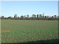 Crop field off Stocking Lane