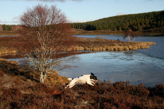 A playful spaniel on the eastern shores of Loch Dallas