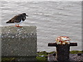 TA1866 : Turnstone at Bridlington Harbour by Ian Paterson