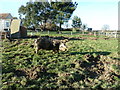 Pig ploughing competition at Wivelsden Farm, North Chailey