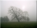 Angled oak in the mist