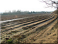 Cultivated field east of Hollesley