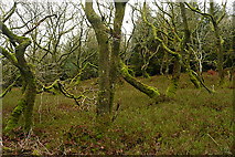 SS9840 : Ancient woodland in Long Wood by Graham Horn