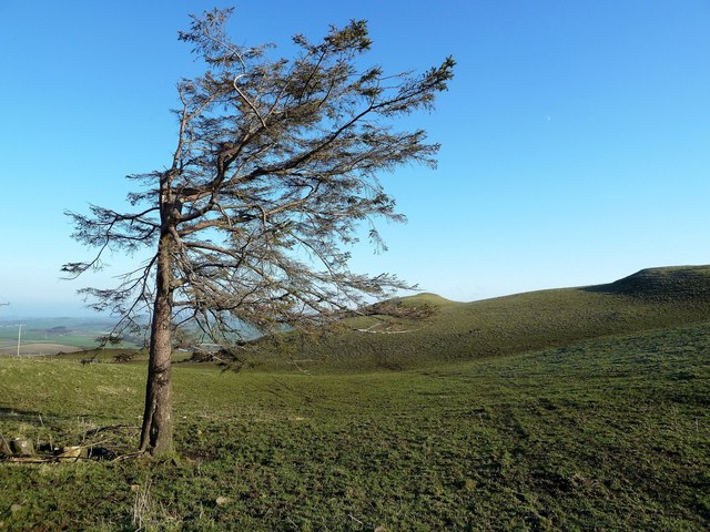 A wind-shaped tree on Kildoon Hill