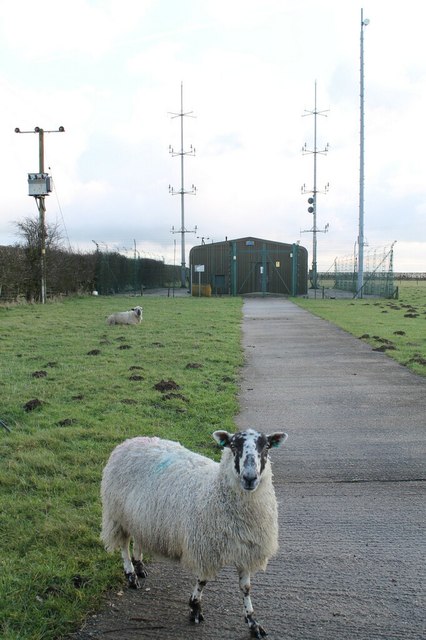 Guard Sheep at Aerial Farm