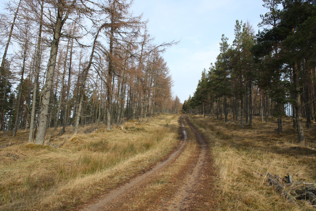 Forest track on Cnoc Fergan