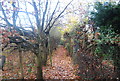 Footpath by an orchard