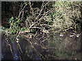 Ducks in the Lake, Manor Park Country Park