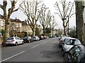 Plane trees, Redland Road, Redland