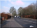 Beech hedges, Pinehurst Road