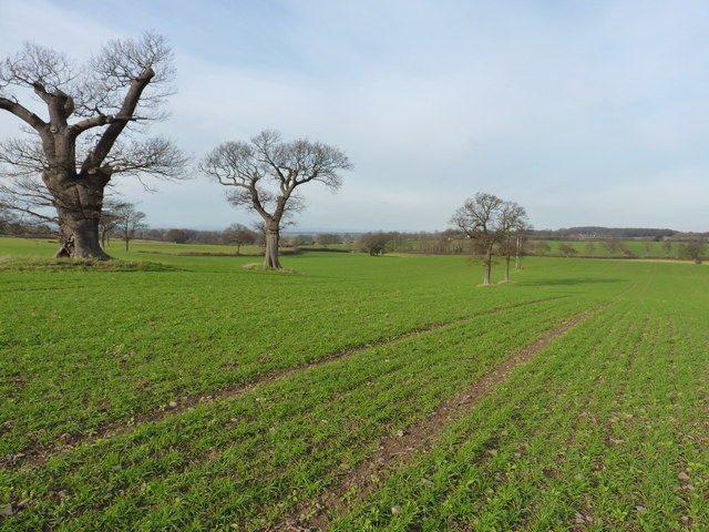 Oaks and winter wheat near Longden