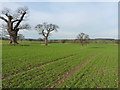 Oaks and winter wheat near Longden